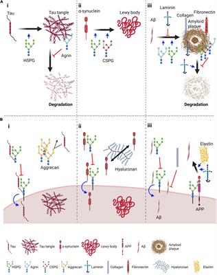 The Role of Extracellular Matrix Components in the Spreading of Pathological Protein Aggregates